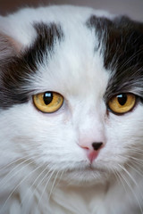 portrait of a fluffy white domestic cat with yellow eyes, which looks sadly and wearily away