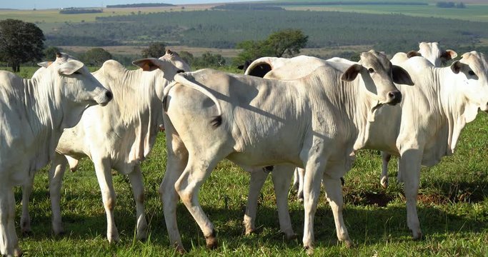 Agribusiness - Close cattle, white Nellore cattle, green pasture in Brazil - Livestock