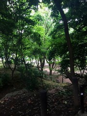 trees in park in tokyo