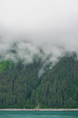 Yakutat Bay, Alaska, USA: Clouds descending on a pine forest at the edge of the bright green waters of Yakutat Bay.