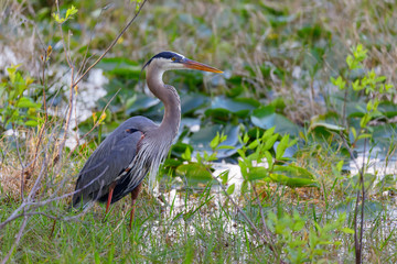 Great Blue Heron in Swamp.