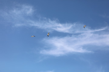 blue sky weather bird fly beautiful view cloud bright cloudy sunlight nature natural cloudscape  