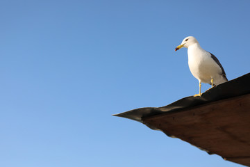blue sky weather bird fly beautiful view cloud bright cloudy sunlight nature natural cloudscape  