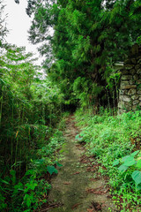 Fototapeta premium 山道