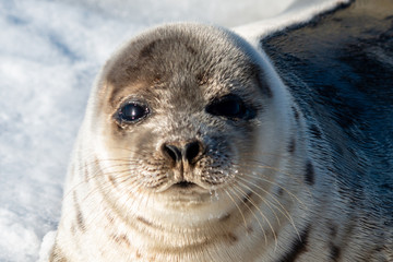 Close up of a harp seal's face. The animal has a soft grey fur with dark spots, dark black eyes,...