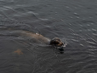 Sea lions in Monterrey Bay, swimming and sitting on the rocks.
