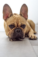 Puppy of french bulldog lies on the floor. Vertical
