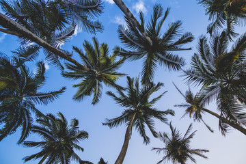 Fototapeta na wymiar palm trees against blue sky, Mauritius