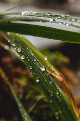 Drops of rain on leaves