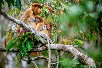 Proboscis monkey baby milking its mother's breast milk. Female proboscis monkey with a cub on the tree in a natural habitat. Long-nosed monkey. Scientific name: Nasalis larvatus. Rainforest of Borneo. - 329950668
