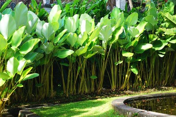 Obraz premium Tall tropical broadleaf plants form a natural horizontal background texture in Bali Indonesia
