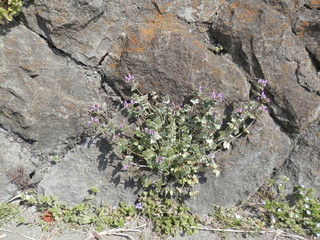 石垣の隙間から生えて、花を咲かせているホトケノザ
