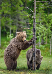 Brown bear stands on its hind legs by a tree.  Natural habitat. Summer season