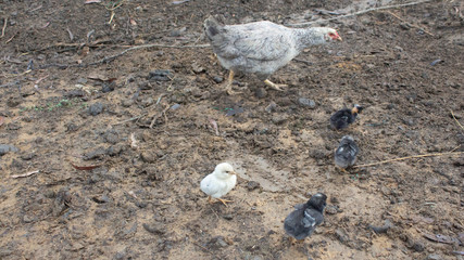 Esta es la gallina criolla. Su crianza es en las alturas del norte de Perú, en el departamento de...