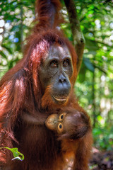 Mother feeds baby cub. Orangutan baby and mother in a natural habitat. Bornean orangutan (Pongo  pygmaeus wurmbii) in the wild nature. Rainforest of Borneo Island. Indonesia. Love and maternity