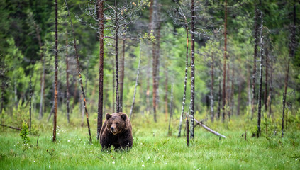 Wild Adult Male of Brown bear on the swamp in the pine forest. Front view. Scientific name: Ursus arctos. Summer season. Natural habitat..