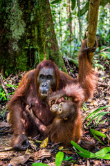 Mother feeds baby cub. Orangutan baby and mother in a natural habitat. Bornean orangutan (Pongo  pygmaeus wurmbii) in the wild nature. Rainforest of Borneo Island. Indonesia. Love and maternity © Uryadnikov Sergey