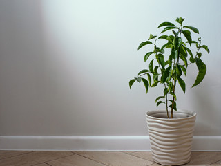 tangerin tree on the floor near gray wall