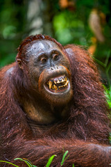 Bornean orangutan with open mouth. close up portrait .  Central Bornean orangutan, Scientific name: Pongo pygmaeus wurmbii. Natural habitat. Tropical Rainforest of Borneo Island.
