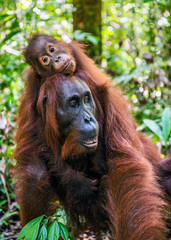On a mum`s back. Cub of orangutan on mother's back in green rainforest. Natural habitat. Bornean orangutan (Pongo pygmaeus wurmbii) in the wild nature. Tropical Rainforest of Borneo Island. Indonesia