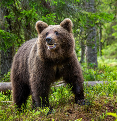 Obraz na płótnie Canvas Cub of Brown Bear in the summer forest. Closeup portrait. Natural habitat. Scientific name: Ursus arctos..