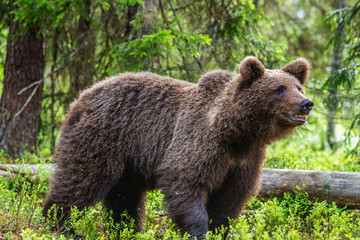 Cub of Brown Bear in the summer forest. Closeup portrait. Natural habitat. Scientific name: Ursus arctos.. © Uryadnikov Sergey
