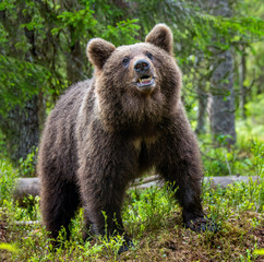 Cub of Brown Bear in the summer forest. Closeup portrait. Natural habitat. Scientific name: Ursus arctos.. © Uryadnikov Sergey
