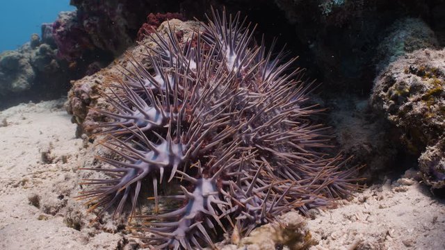 Close up of Crown of thorns starfish on coral