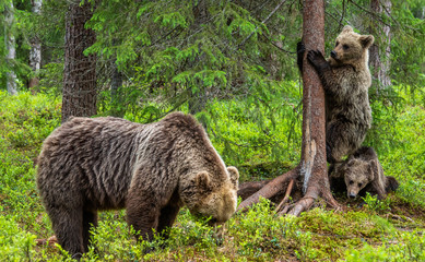 Fototapeta premium She-bear and bear cubs in the summer pine forest. Summer season, Natural Habitat. Brown bear, scientific name: Ursus arctos.