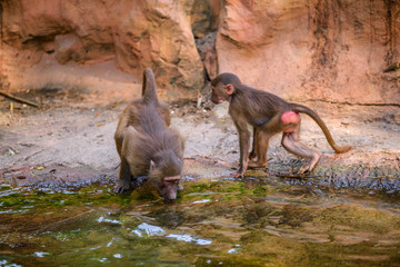 Baboons at Zoo during lunch time