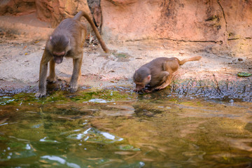 Baboons at Zoo during lunch time