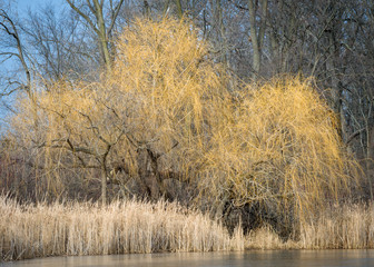 Willow trees in winter light on the shoreline of a frozen lake.