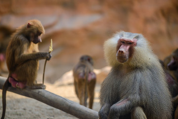 Naklejka premium Baboons at Zoo during lunch time