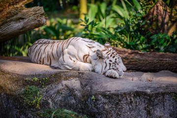 A tiger is sleeping during lunch time at Zoo