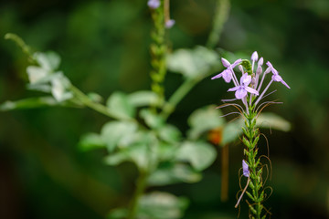 Flower at Zoo during lunch time, Singapore 2018