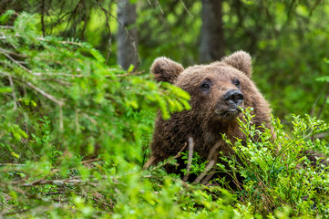 Fototapeta na wymiar Cub of Brown Bear in the summer forest. Closeup portrait. Natural habitat. Scientific name: Ursus arctos..