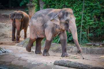 Elephants at Zoo during lunch time, SIngapore 2018