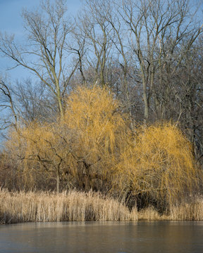 Willow trees in winter light on the shoreline of a frozen lake.