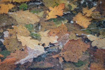 Autumn leaves in frozen suspension till springtime comes again.
