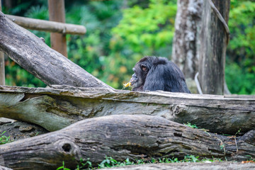  Baboons at Zoo during lunch time, Singapore 2018