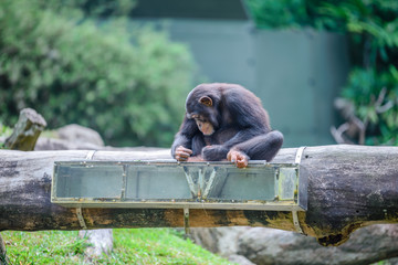  Baboons at Zoo during lunch time, Singapore 2018