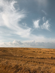 Wheat field under a bluish sky.