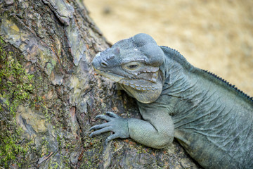 Komodo Dragon at Zoo during lunch time, Singapore 2018