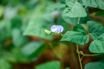 Flower at Zoo during lunch time, Singapore 2018