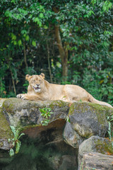 A lioness is having lunch at Zoo