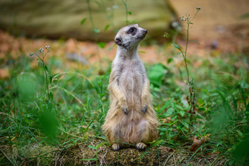 Meerkat at Zoo during lunch time, Singapore 2018