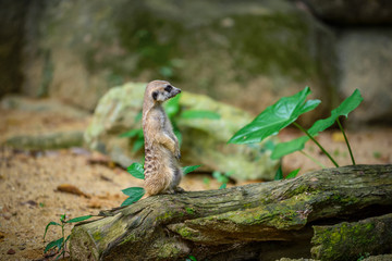 Meerkat at Zoo during lunch time, Singapore 2018