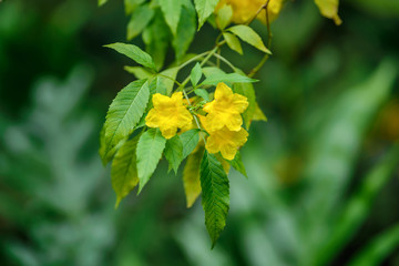 Singapore 2018 Flowers at Singapore Zoo