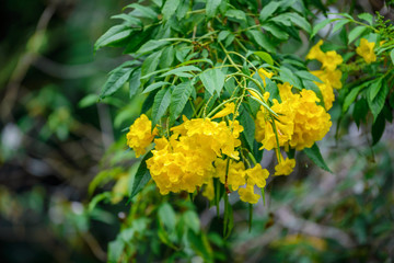 Singapore 2018 Flowers at Singapore Zoo