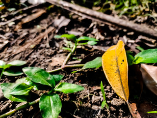 A small yellow leaf sideshow in the morning.